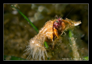 Anemone Hermit Crab by John Clifford 